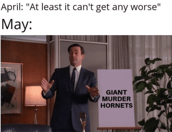 murder hornets