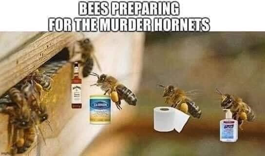 murdering hornets