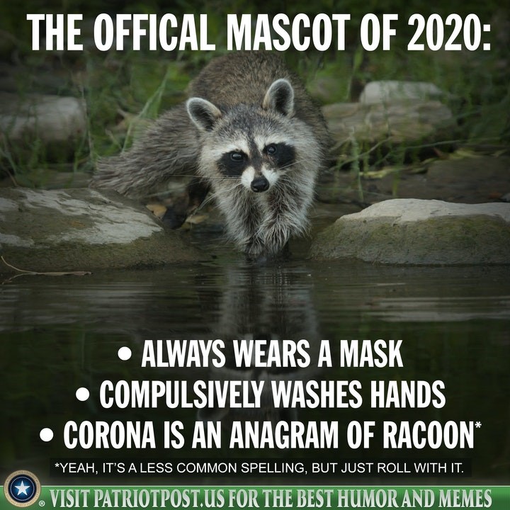 racoon corona