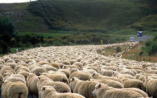 sheep