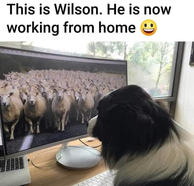 wilson sheep dog