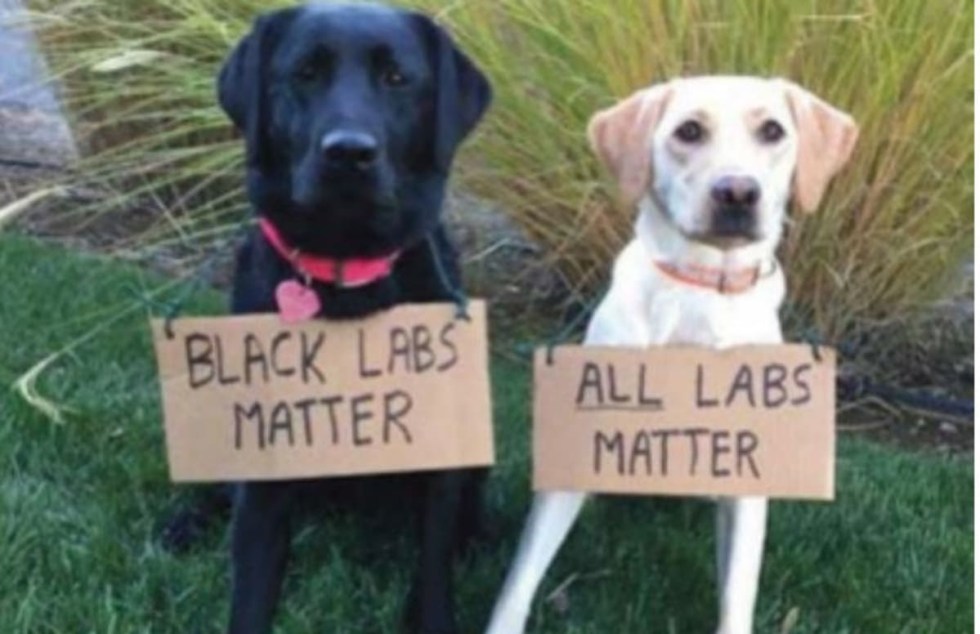 black white dogs