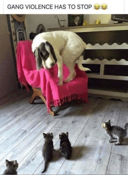 cat attack