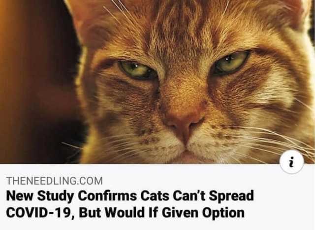 cats corona