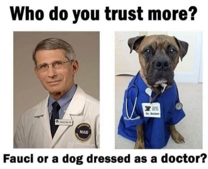 fauci dog