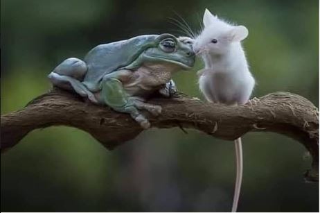 mouse frog 1