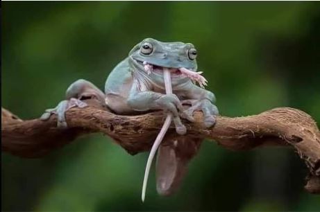 mouse frog 2