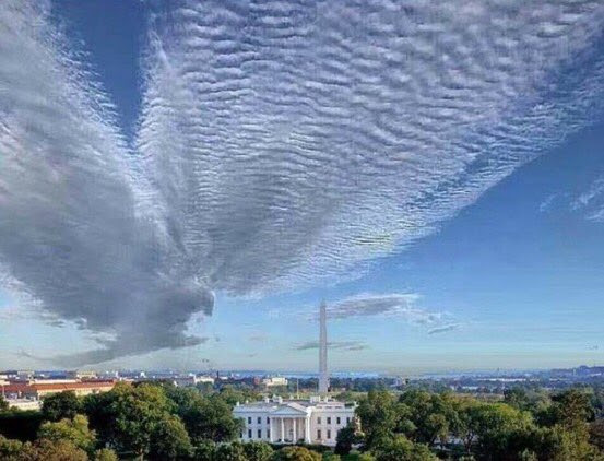 white house eagle