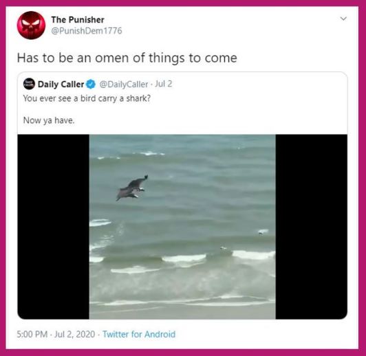 bird carries shark