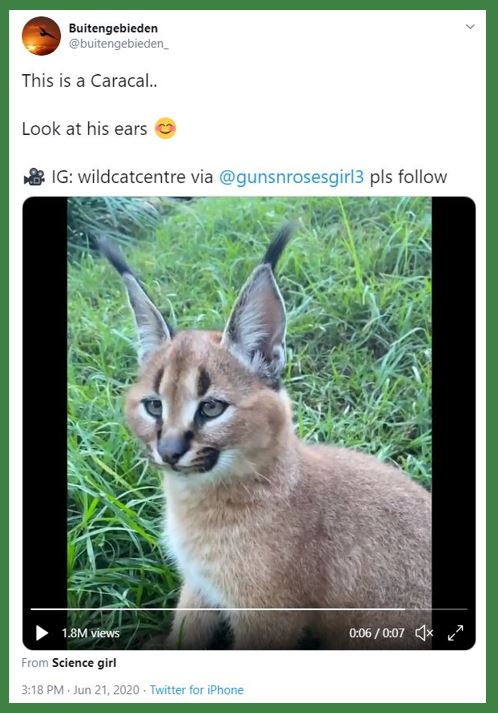caracal