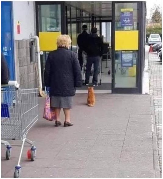 cat in line