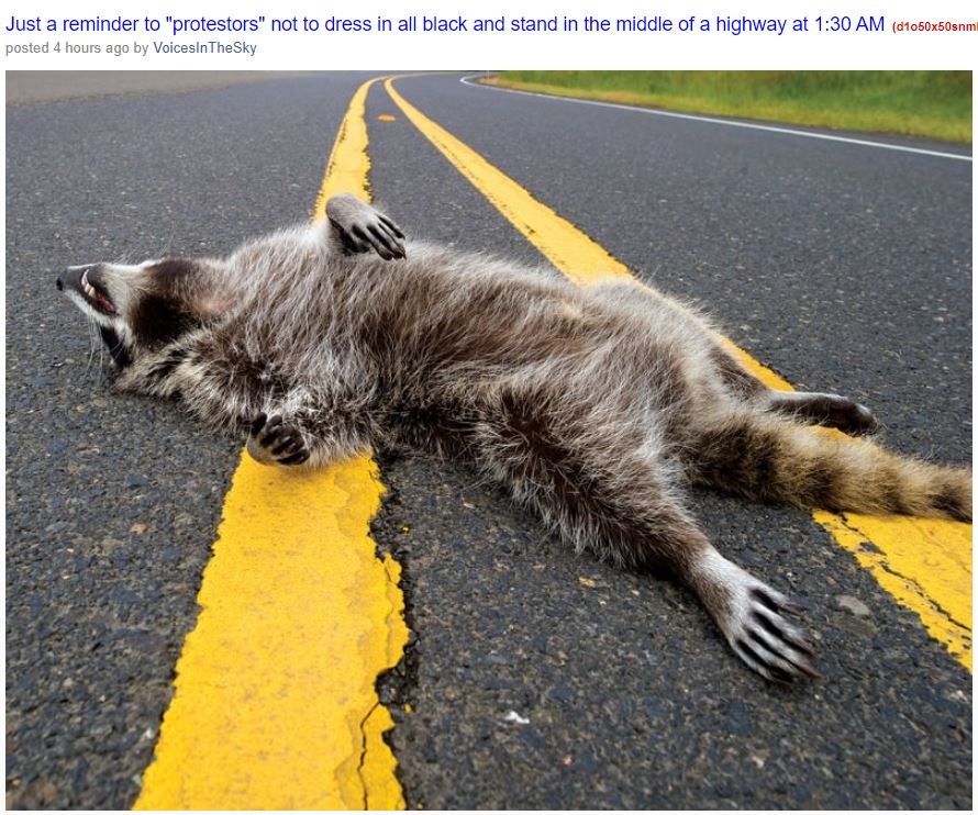 roadkill