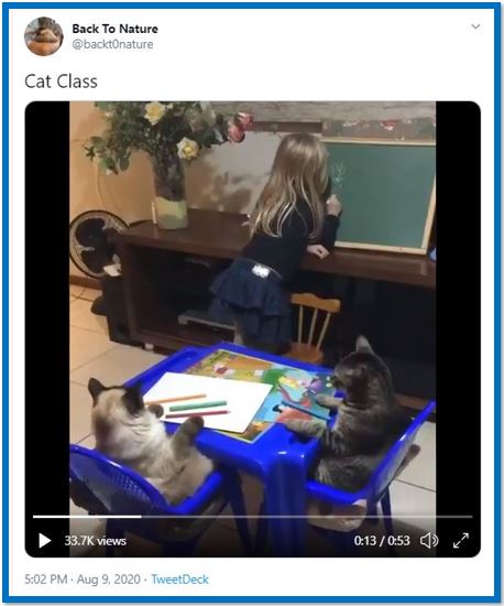 cat class