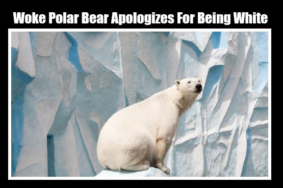 polar bear