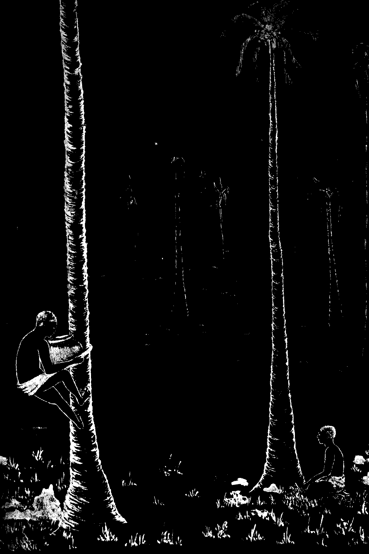 [Illustration] from West African Folk-Tales by William H. Barker