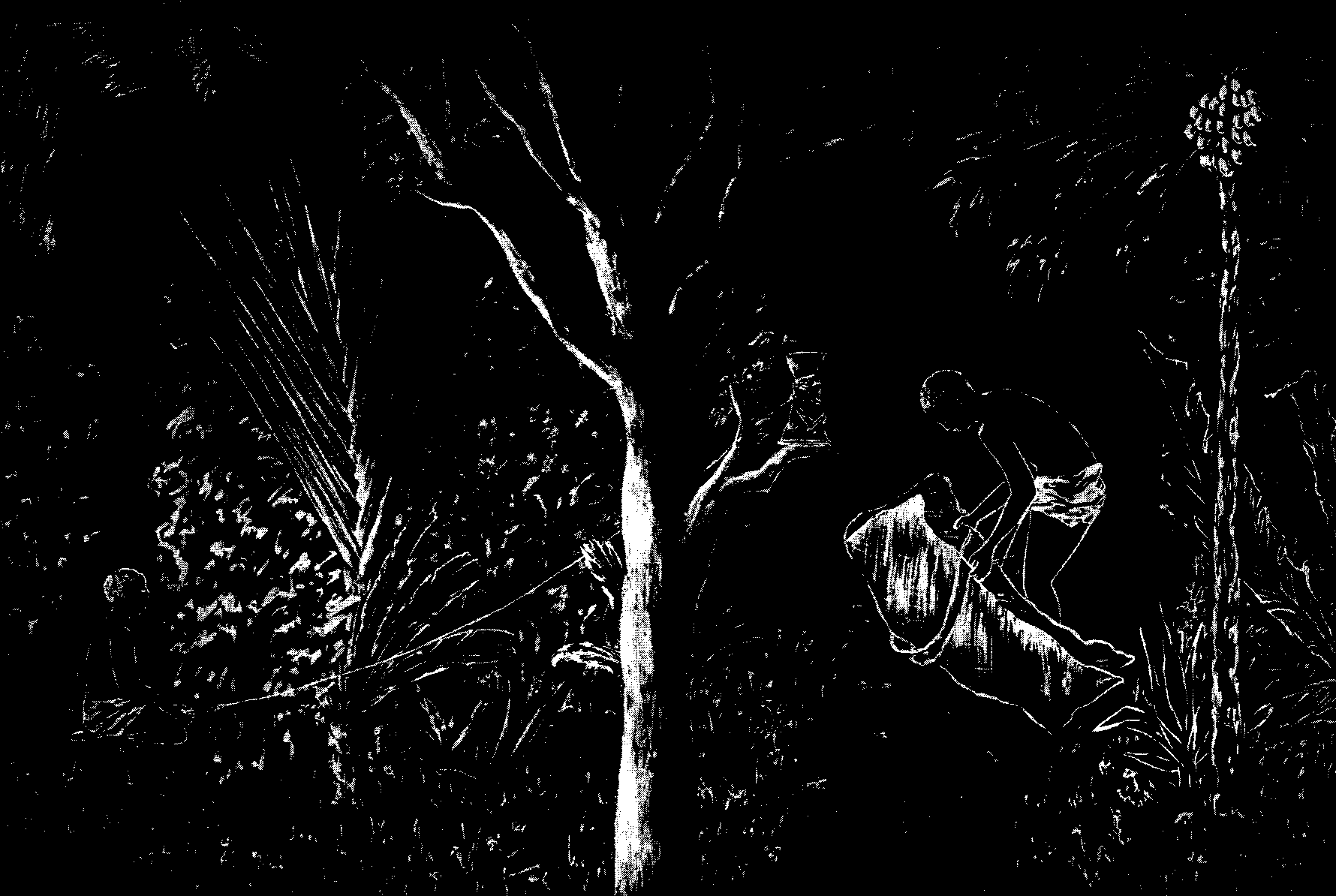 [Illustration] from West African Folk-Tales by William H. Barker