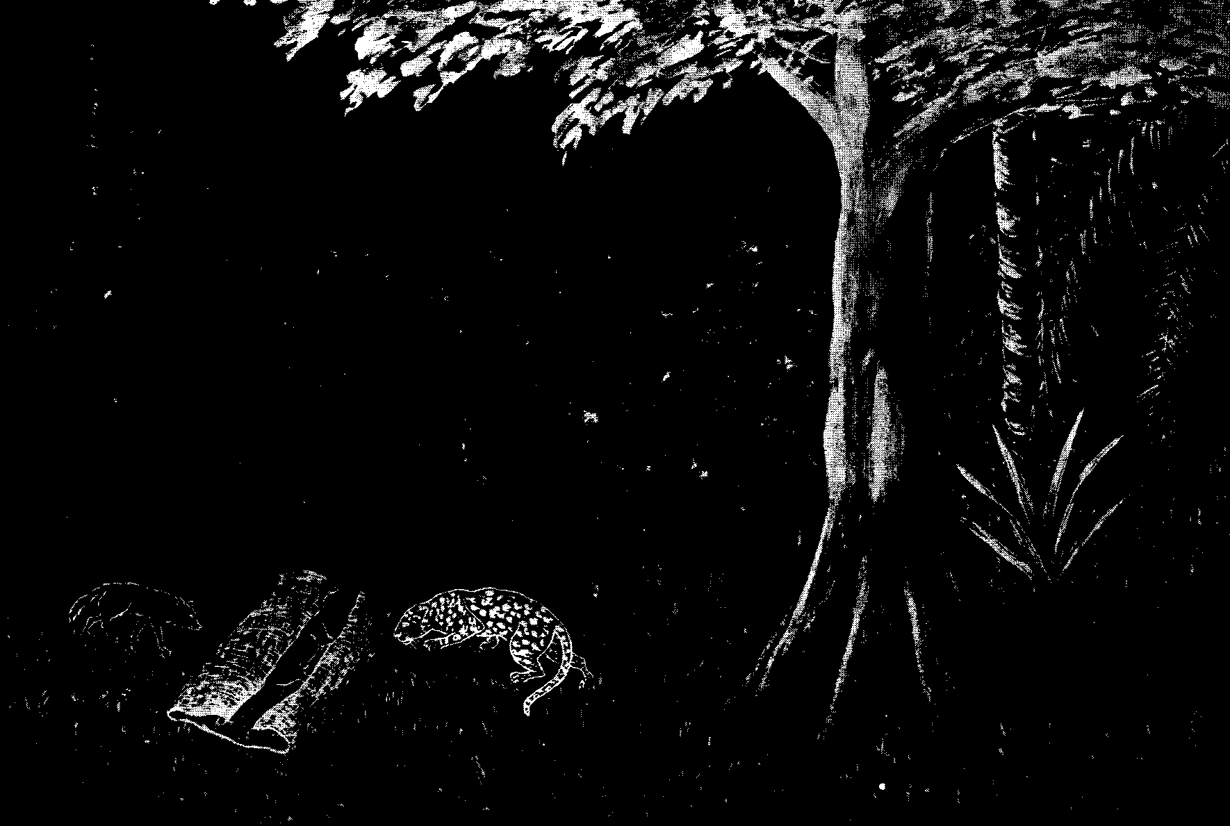 [Illustration] from West African Folk-Tales by William H. Barker