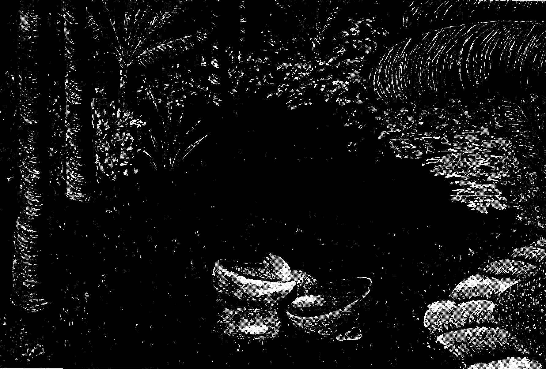 [Illustration] from West African Folk-Tales by William H. Barker