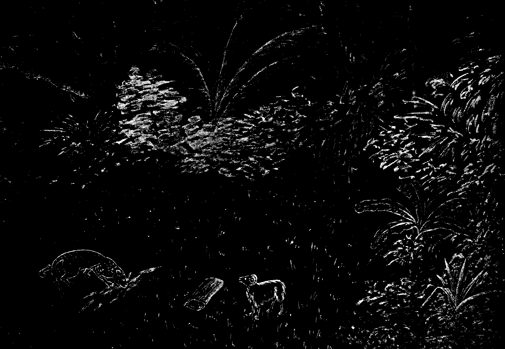 [Illustration] from West African Folk-Tales by William H. Barker