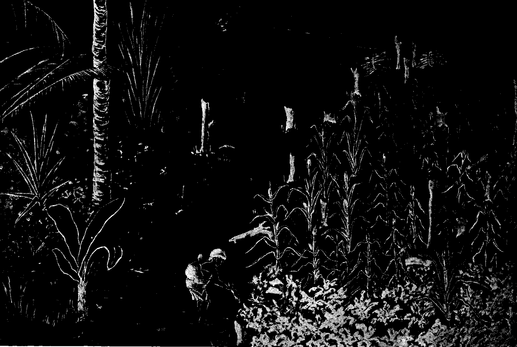 [Illustration] from West African Folk-Tales by William H. Barker