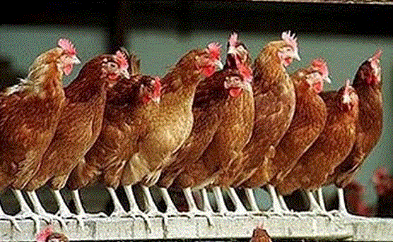 [Imprimateur] from Interventionist Liberals by Henry Elmer Barnes