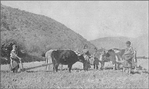 Plowing with buffalo
