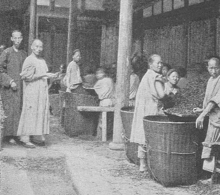 Sorting tea leaves