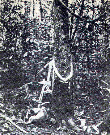 [Illustration] from Stories of South America by E. C. Brooks