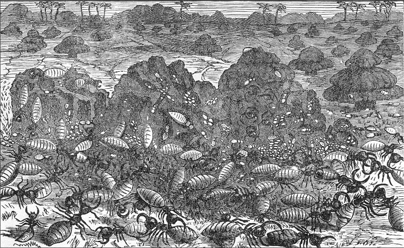 Battle of white ants