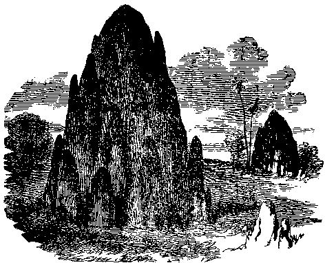 Forest termite hives