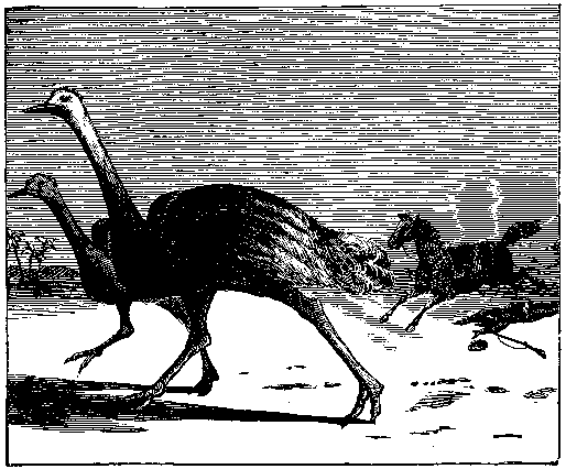 Ostrich hunt