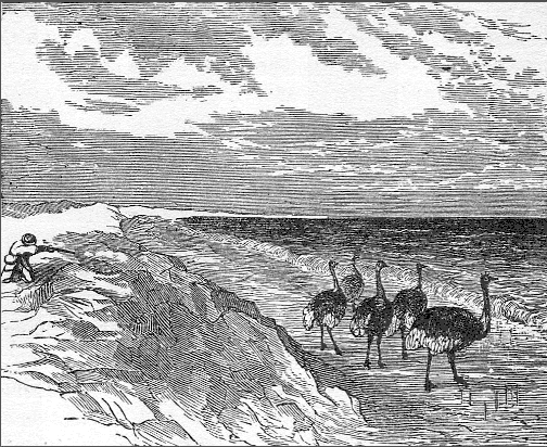 Ostriches near the ocean