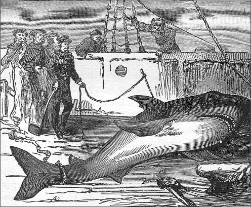 Capture of a shark