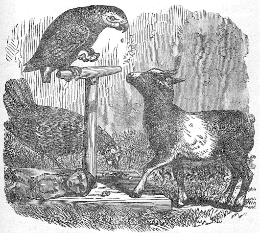 goat and parrot