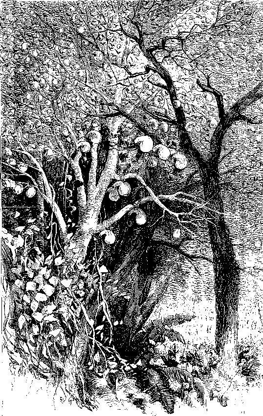 Hanging birds' nests