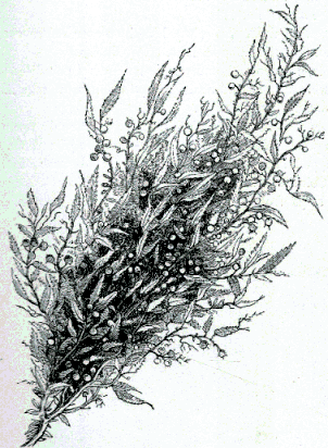 [Illustration] from The Story of Liberty by Charles Coffin