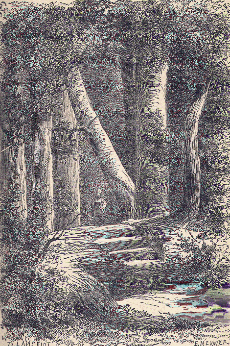 View in the forest