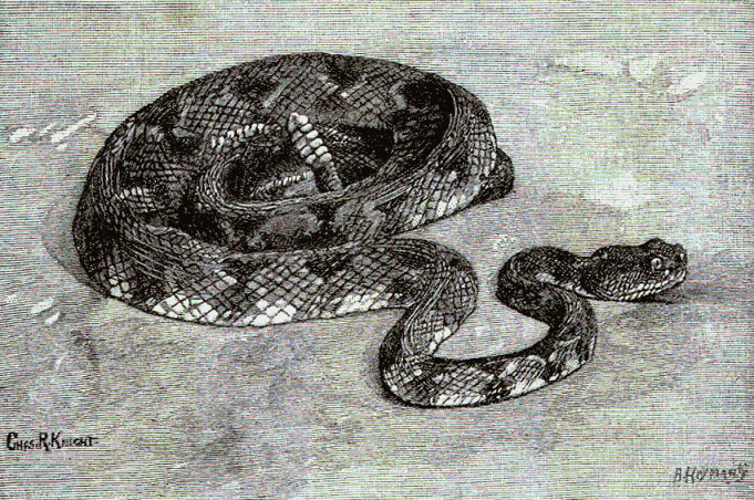 Rattlesnake