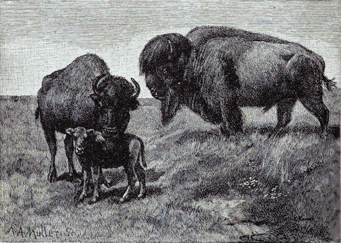 buffaloes
