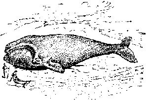 [Illustration] from First Book in American History by Edward Eggleston