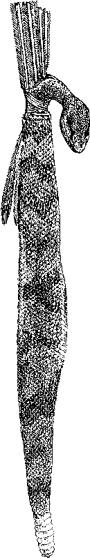 [Illustration] from First Book in American History by Edward Eggleston