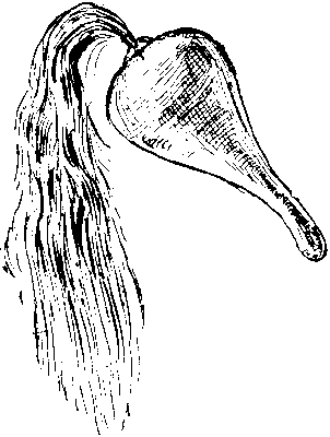 [Illustration] from First Book in American History by Edward Eggleston