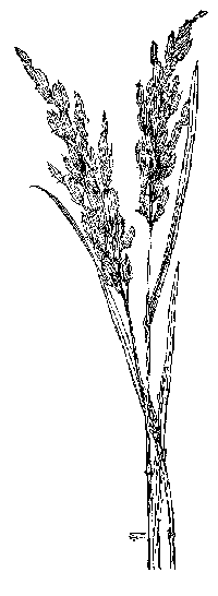 [Illustration] from Great Americans by Edward Eggleston