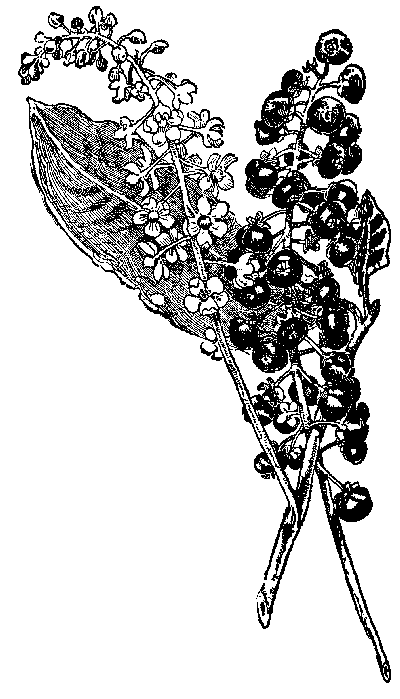 [Illustration] from Great Americans by Edward Eggleston