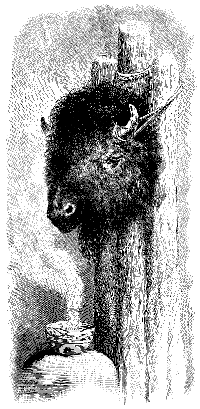 [Illustration] from Great Americans by Edward Eggleston