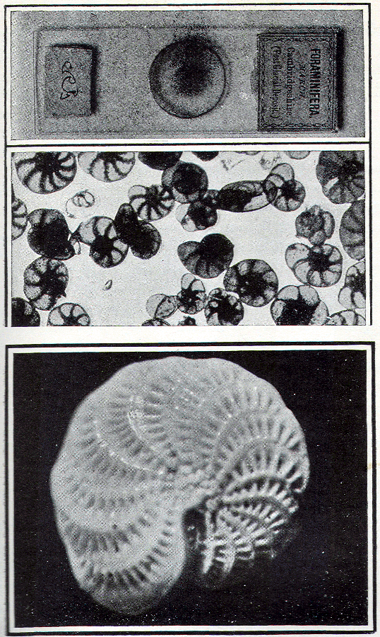 Microscopic shells