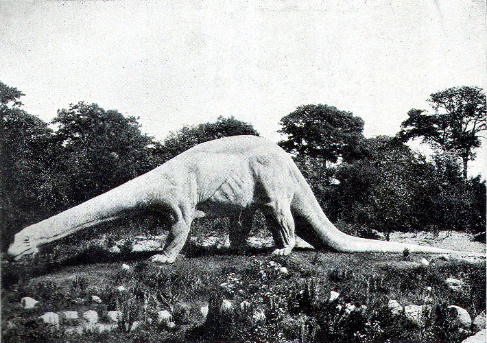 Diplodicus