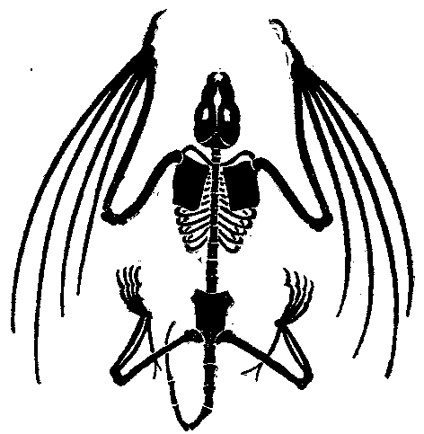 [Illustration] from Scientific Discoveries by Charles Gibson