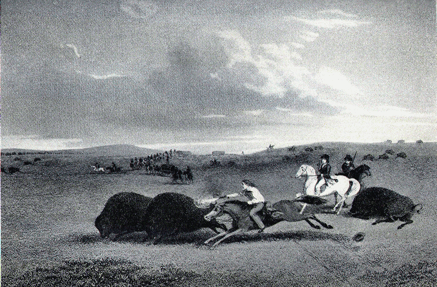 Buffalo on the plains