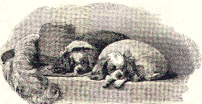 King Charles Spaniels.